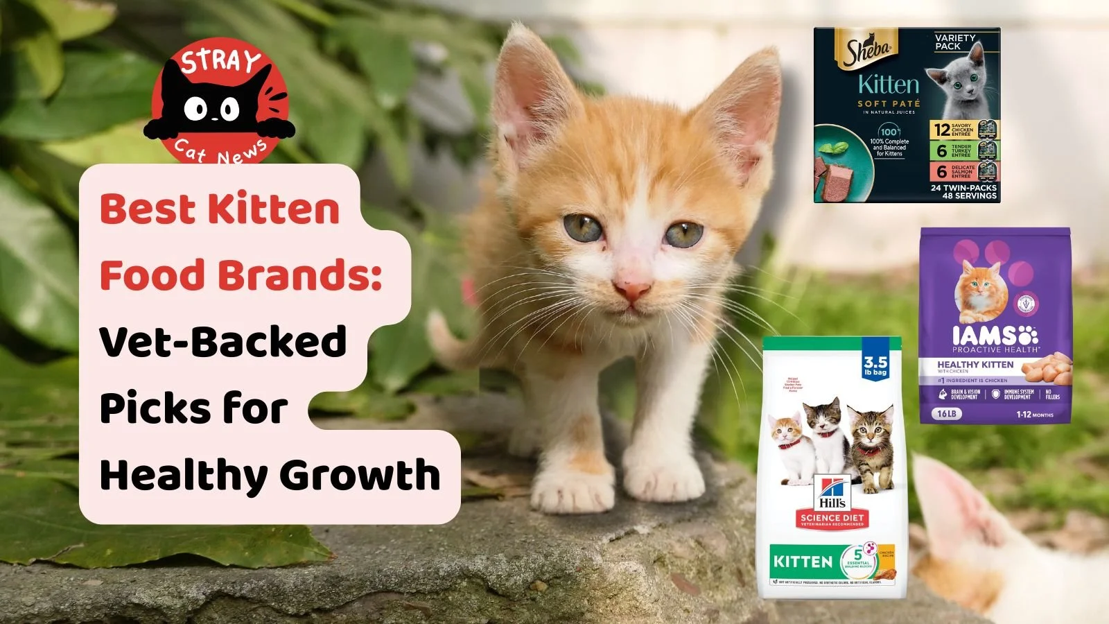 BERKS COUNTY, PA &mdash; It starts with a small bowl.

Then comes the question:

what should go in it?

We broke down kitten nutrition, food types, and what actually matters&mdash;without the noise.

Full guide is live on the website. Link in bio!