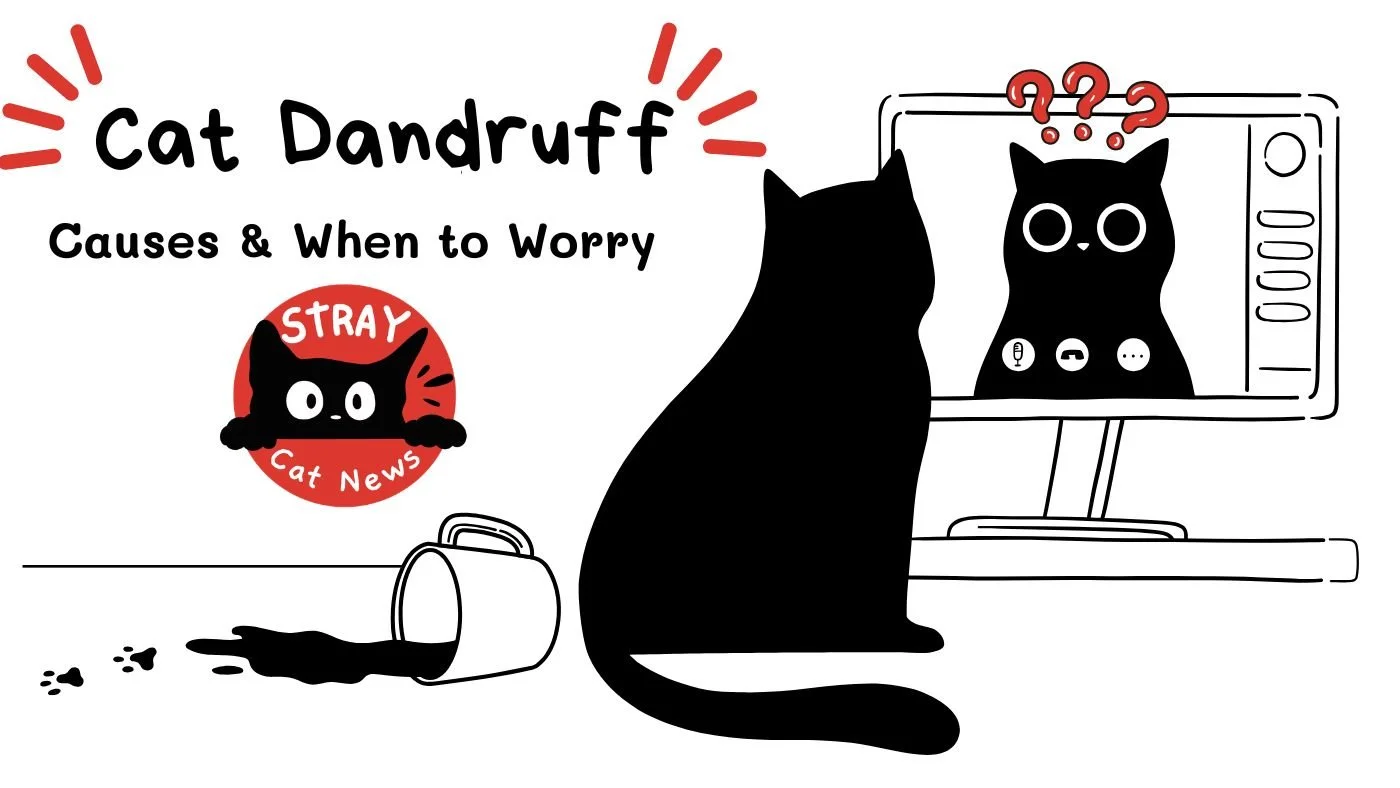 BERKS COUNTY, PA &mdash; It&rsquo;s not dramatic.

Just&hellip; noticeable.

And lately, more cat owners are seeing it.

Dandruff.

We looked at what local vets and rescues are actually seeing&mdash;and what it could mean.

Full coverage is live. 🐾 
