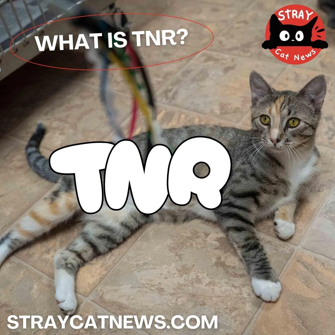 PENNSYLVANIA &mdash; Most people never notice TNR work happening around them.

But across the state, volunteers are trapping, transporting, sterilizing, feeding, fostering, and trying to stabilize outdoor cat colonies before kitten season 
overwhelms