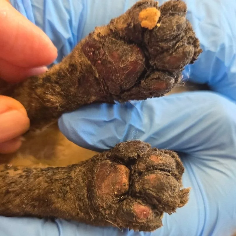 A tiny kitten named Gravity survived a tent fire in Pennsylvania. 💔🐾

Rescuers say she was found inside a tent that had been intentionally set on fire in Edwardsville on Memorial Day.

Now, despite primarily caring for wildlife, a Pennsylvania reha