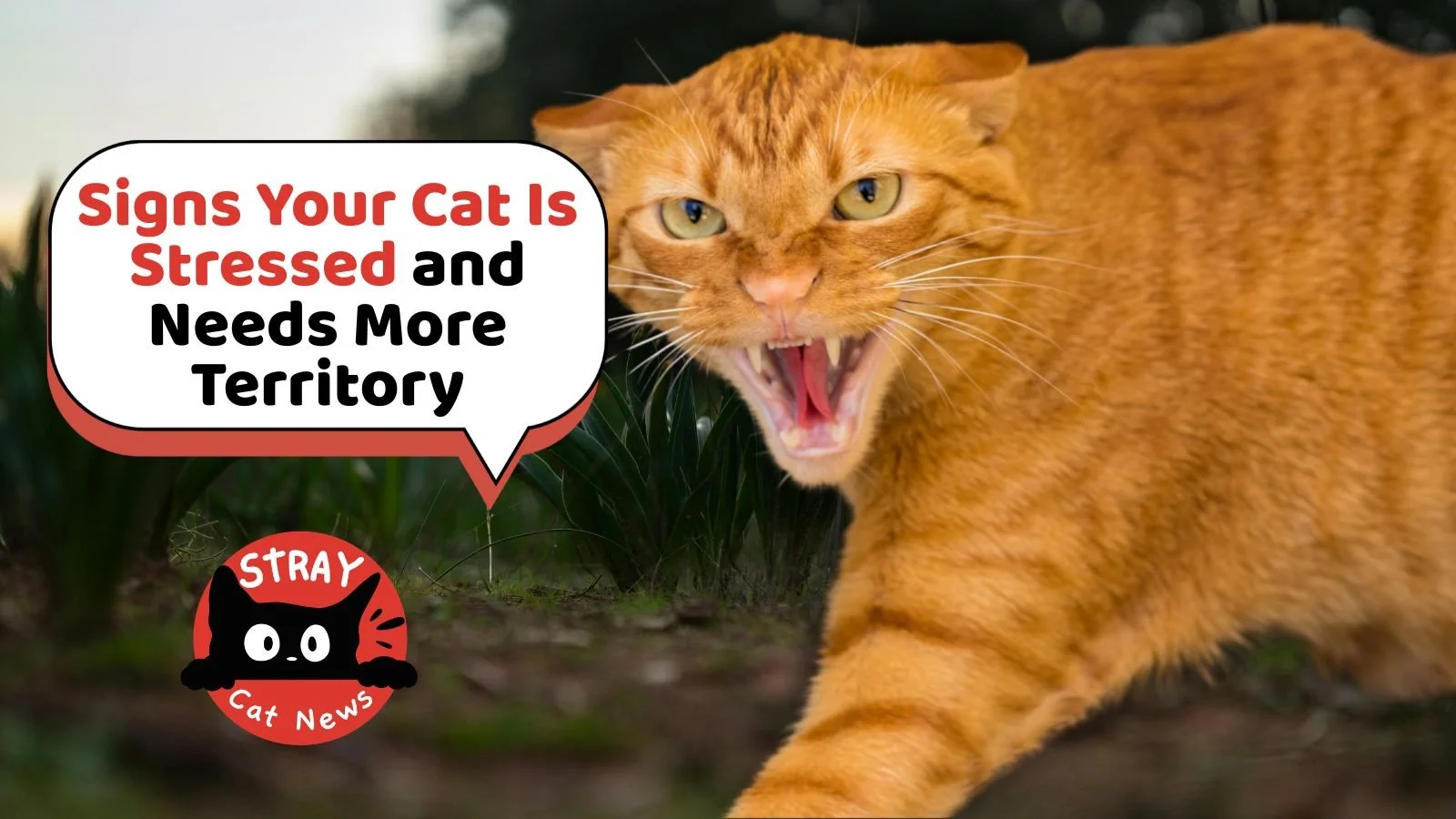Your cat isn't trying to be difficult. 

Many common behaviors&mdash;including hiding, scratching, overgrooming, and litter box accidents&mdash;can actually be signs of stress.

And in many cases, the issue isn't attitude.

It's territory.

Our newes