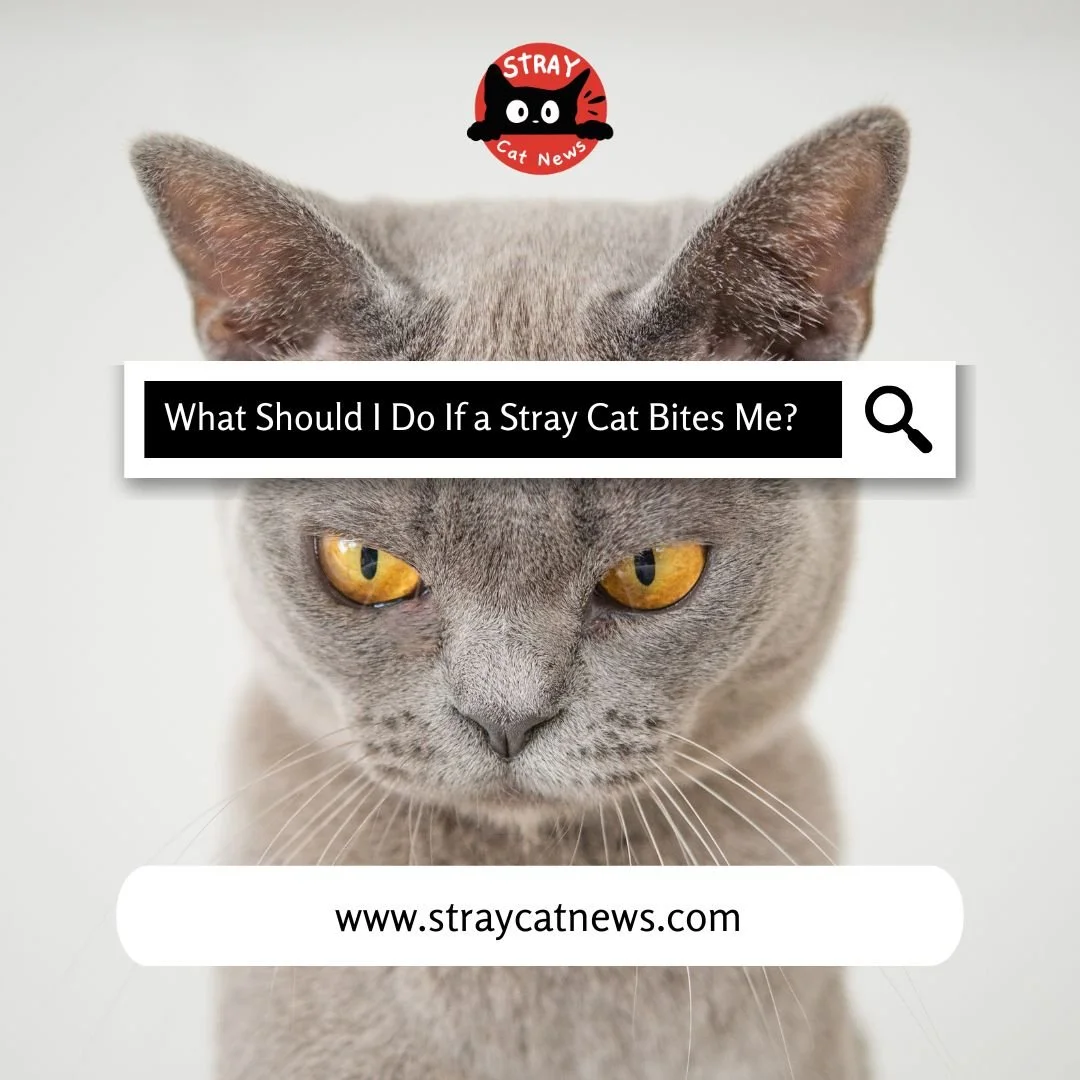 What Should I Do If a Stray Cat Bites Me?