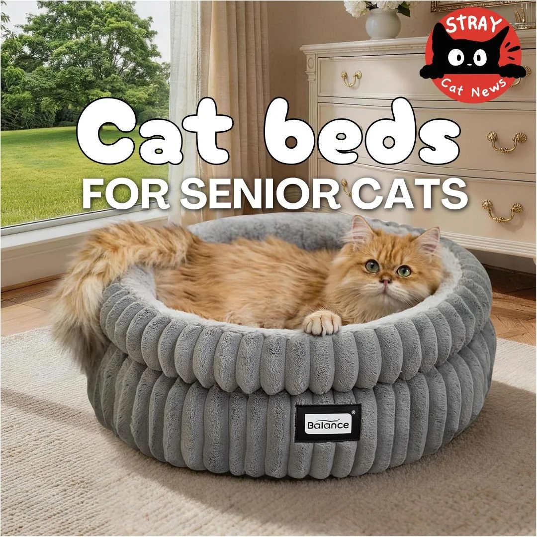 Best Cat Beds for Senior Cats: Comfortable Picks for Aging Felines