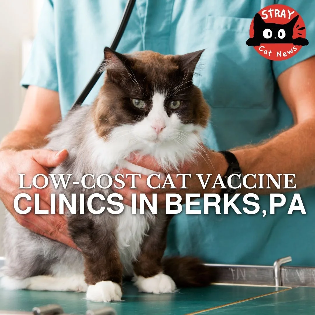 Low-Cost Cat Vaccine Clinics in Berks County, PA