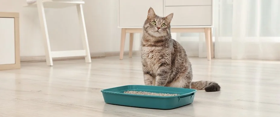 The Ultimate Litter Box Guide: Choosing, Testing & Keeping It Fresh