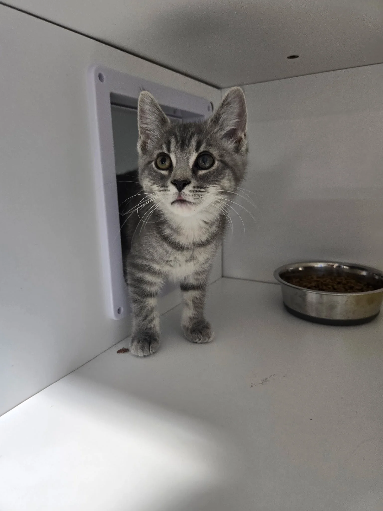 Griffin Pond Animal Shelter (Clarks Summit  Lackawanna County, PA)