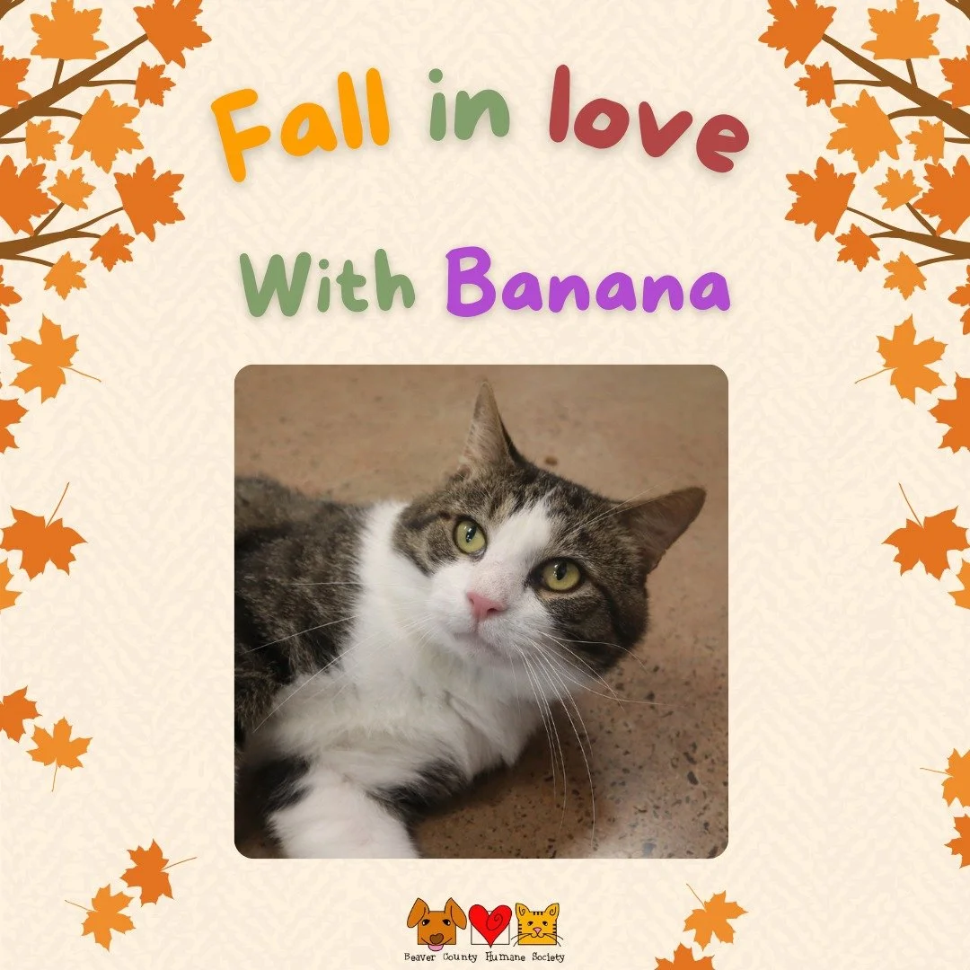 Beaver County Humane Society: BCHS Home