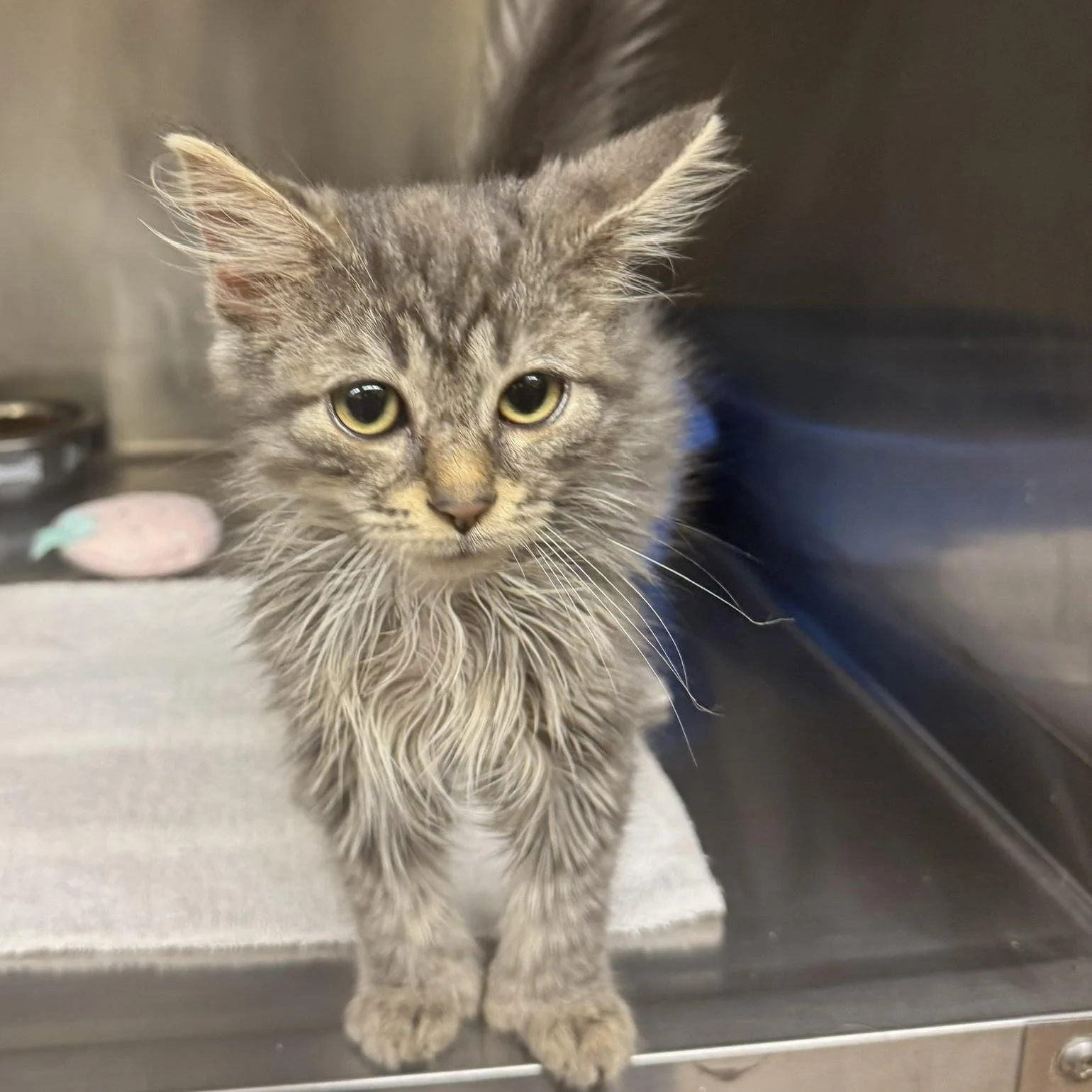 Bradford County Humane Society (Ulster, PA  serves Bradford & Sullivan Counties)