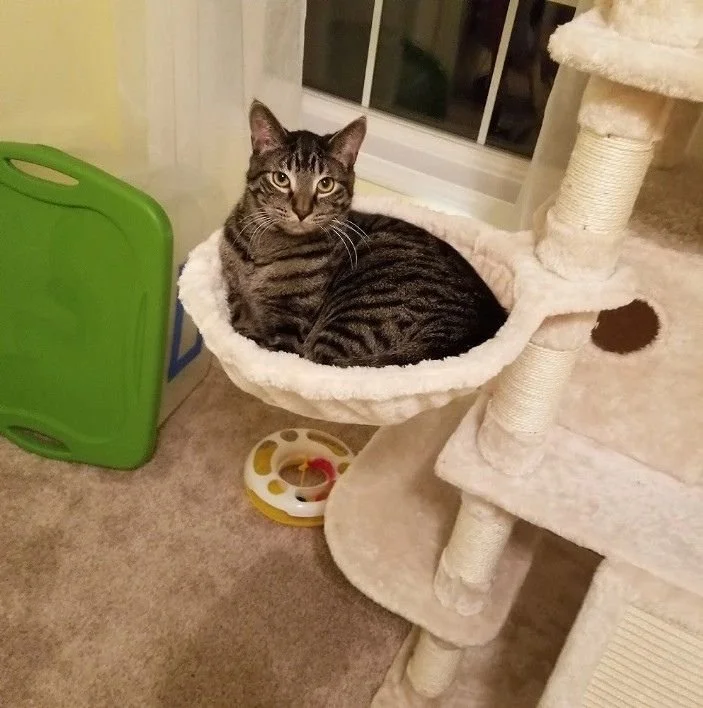 Mountain Valley Spay Neuter Vaccine Clinic (Lehighton, PA)