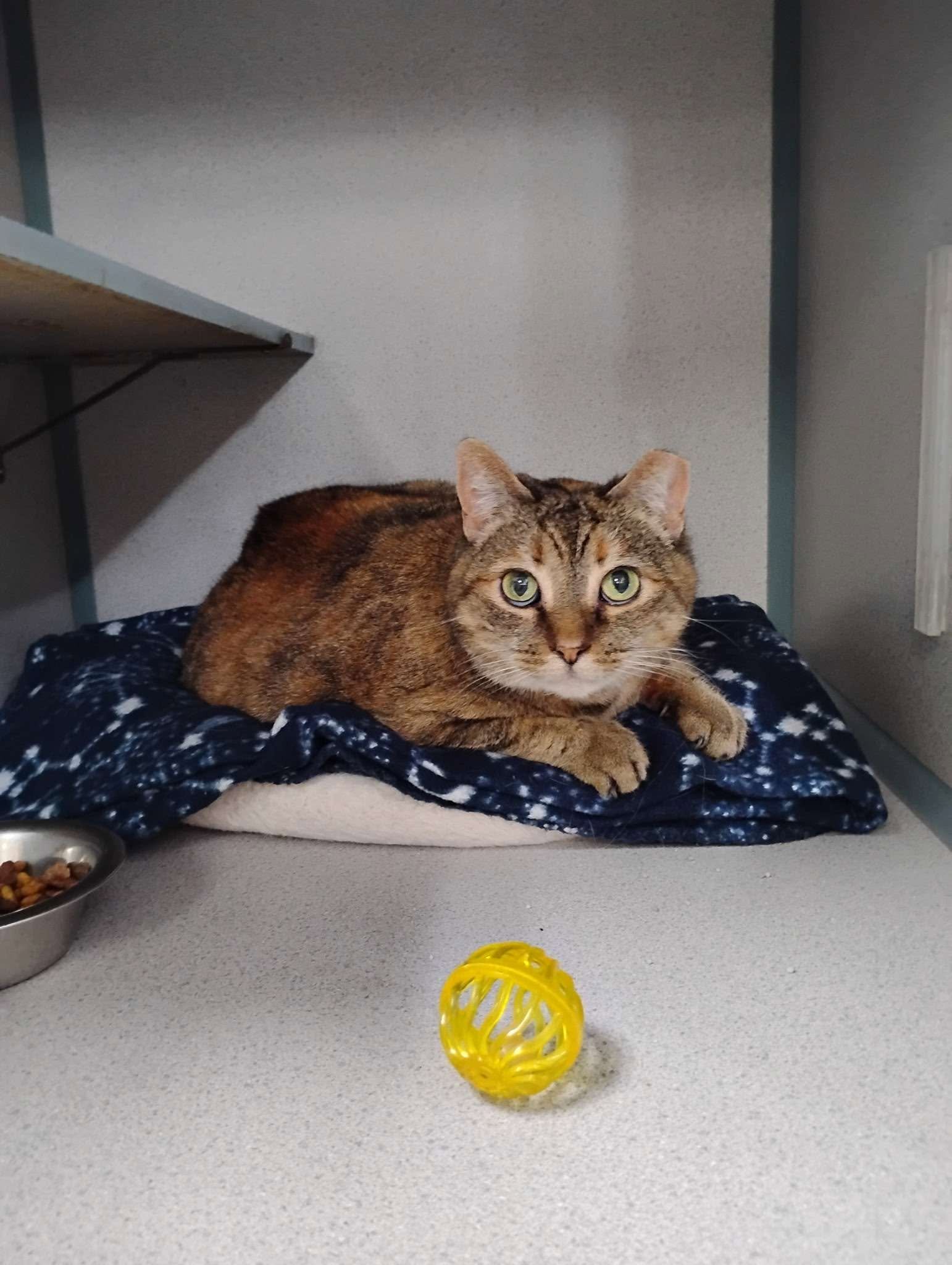 Pets  Come First (Serves Mifflin & Juniata Counties, PA)