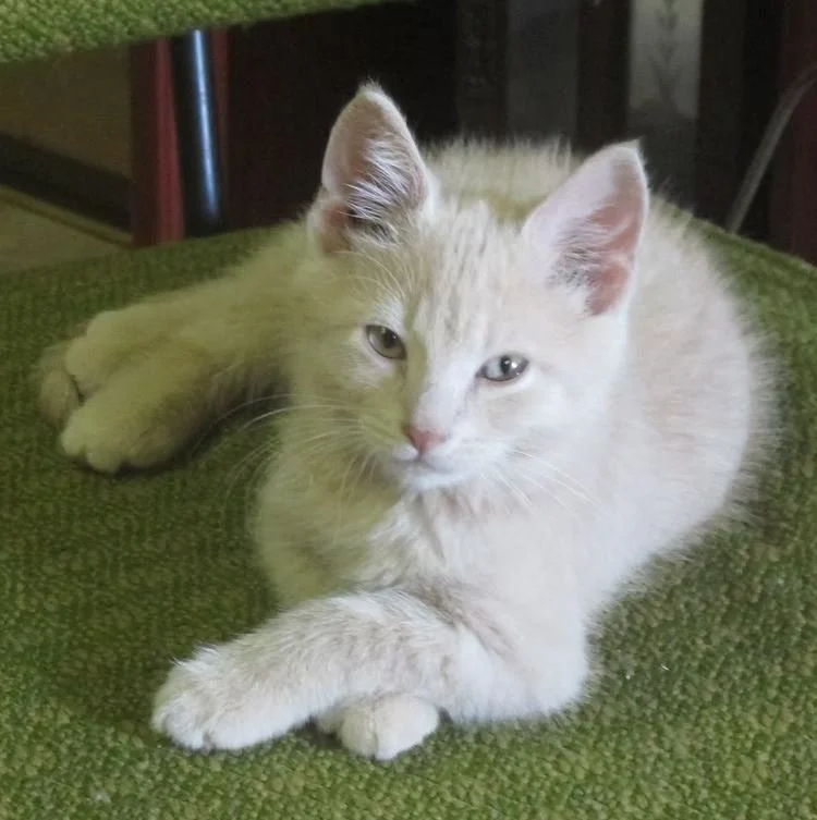 Willow Run Sanctuary & Adoptions (Jefferson County, PA)
