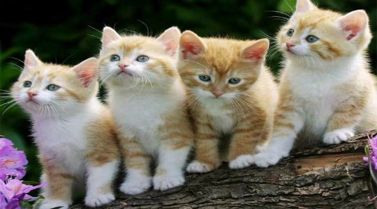 Humane Society of Somerset County TNR Program (Somerset County, PA)