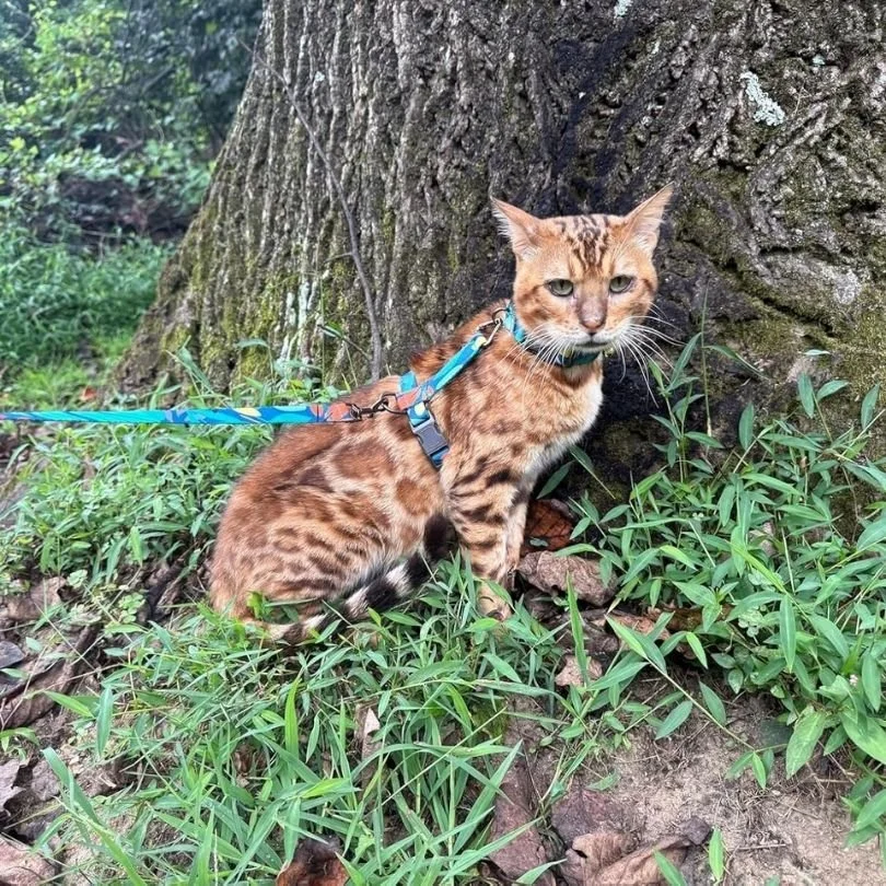 Best Cat Harness 2026 Spring Walk Picks We Trust-2.jpg