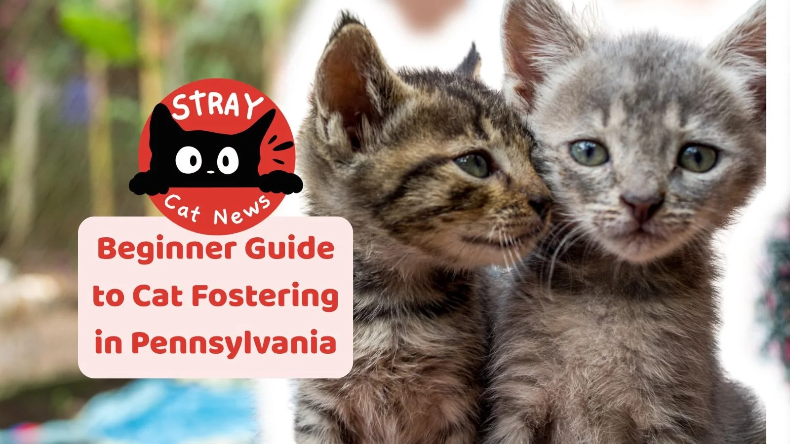 Beginner Guide to Cat Fostering in Pennsylvania: How Foster Homes Save Lives Every Day