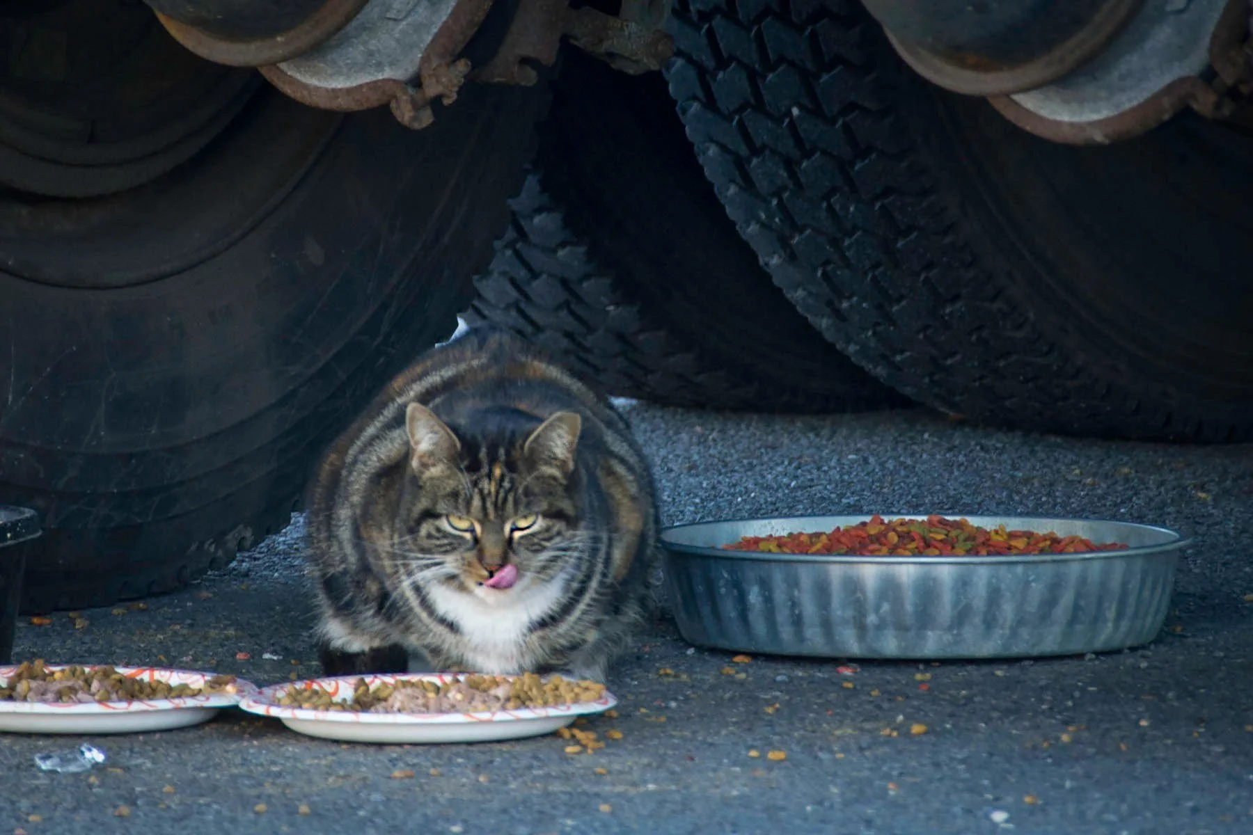 Nobody’s Cats Foundation (Camp Hill  serves Juniata County)