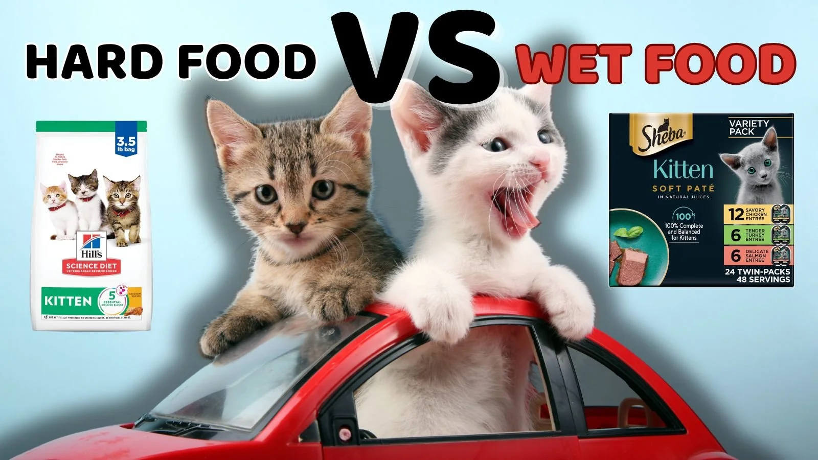 HARD FOOD VS WET FOOD KITTENS .jpg