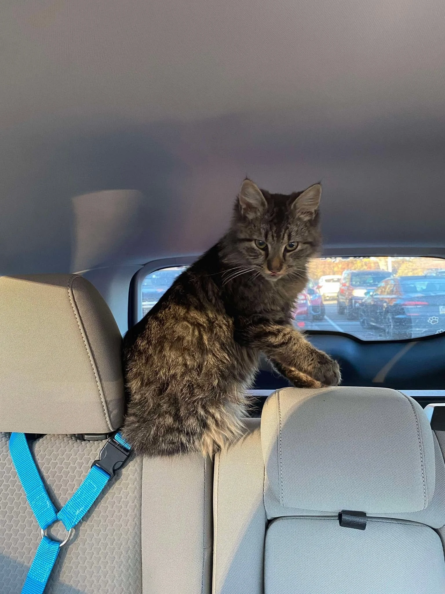 Tamaqua Area Animal Rescue (Tamaqua  Eastern Schuylkill County, PA)