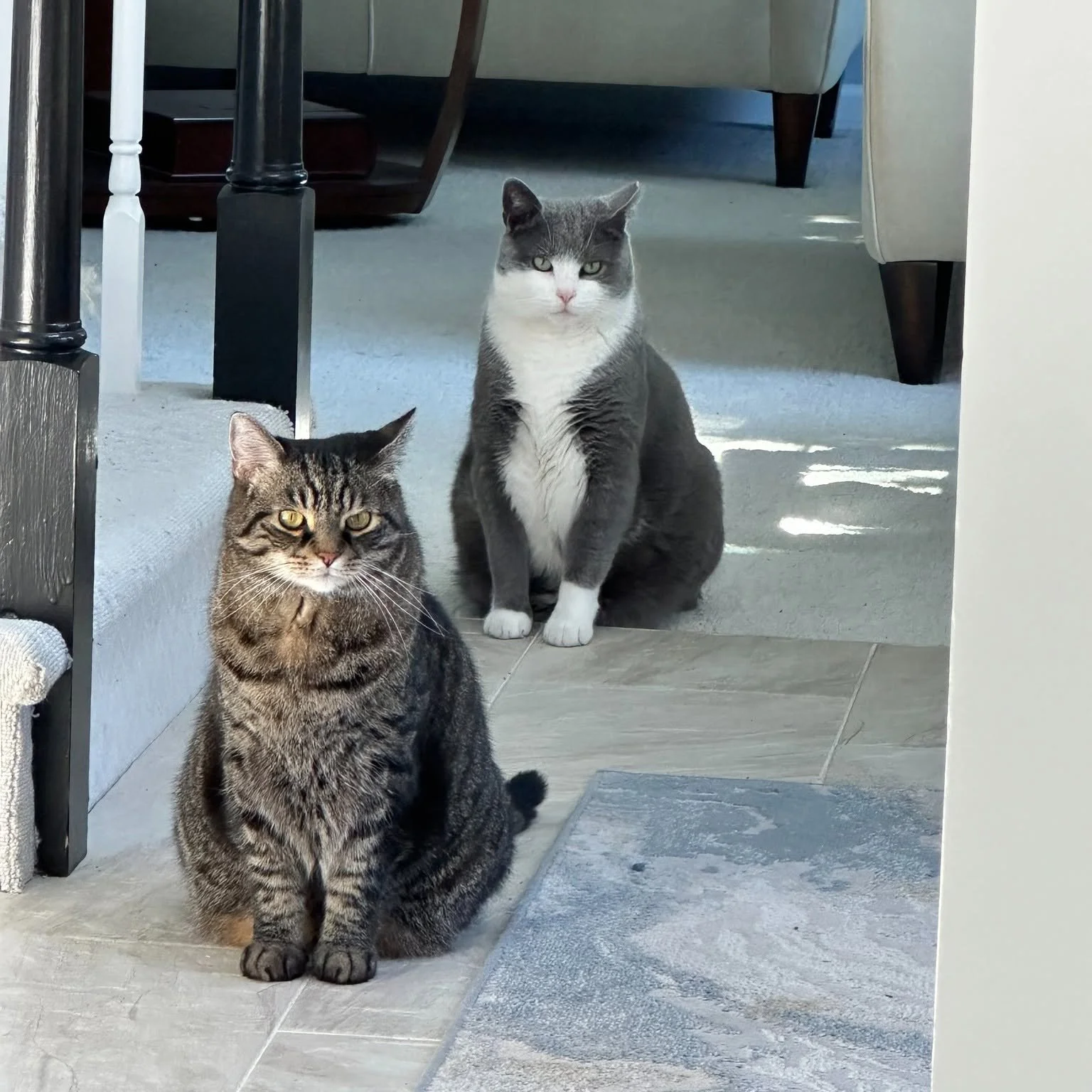 New Cattitude (Montgomery County, PA)