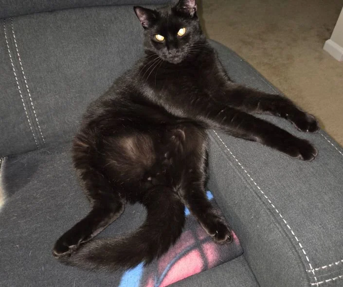 chad's other cat.jpg