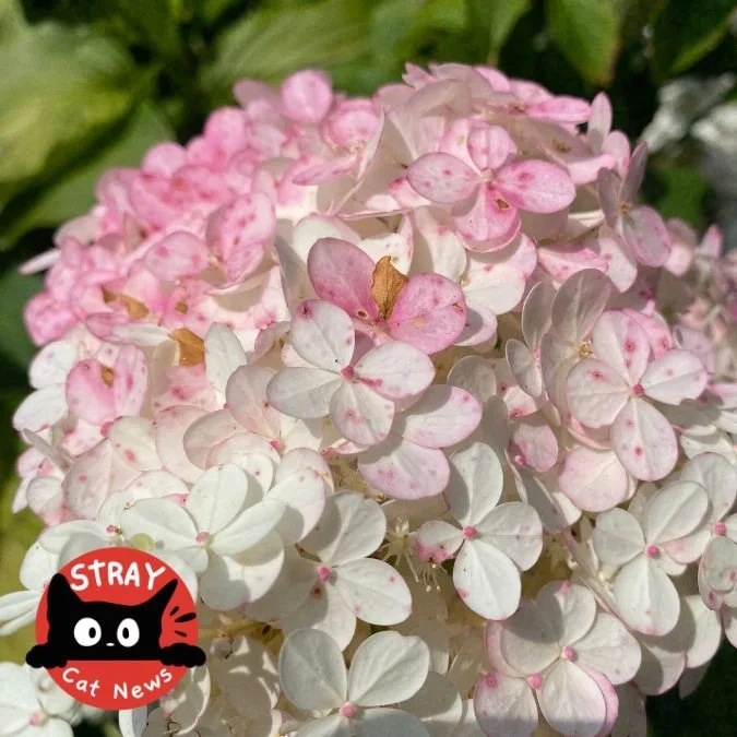 Close-up of pink and white hydrangea blooms – A cluster of delicate hydrangea flowers with soft white petals speckled and tipped in light pink, captured in bright sunlight against a backdrop of green foliage.