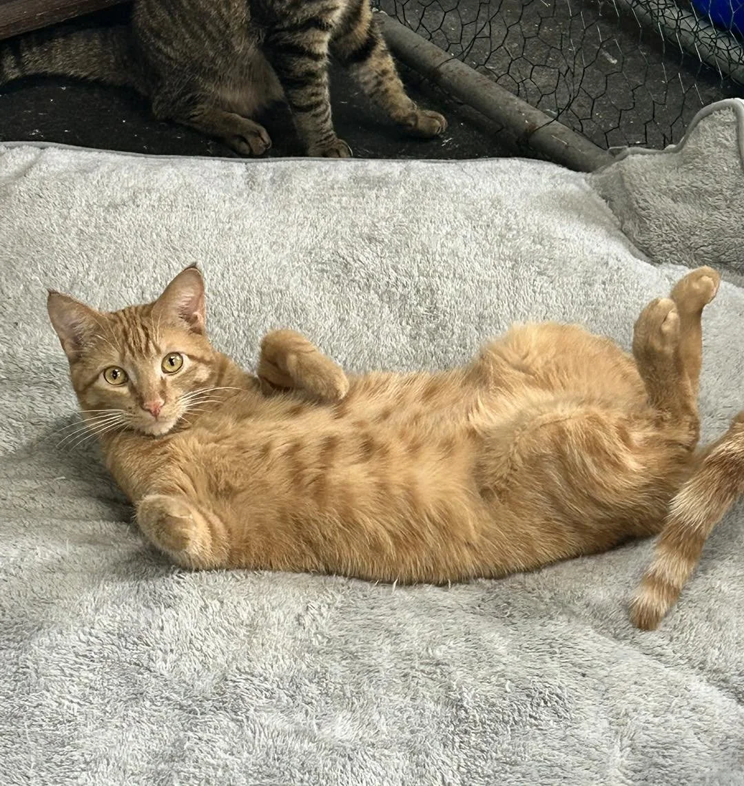 Precious Paws Animal Rescue (Franklin, PA)