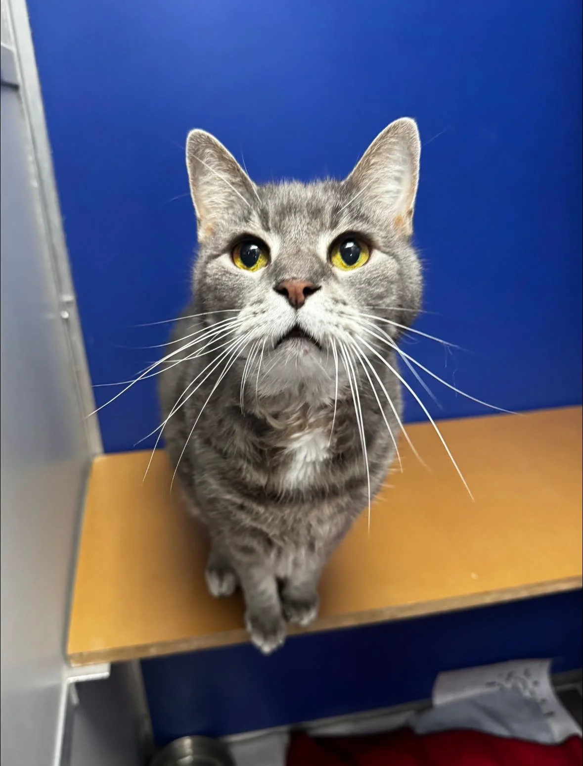 Pennsylvania SPCA – Philadelphia Hospital (Philadelphia, PA)