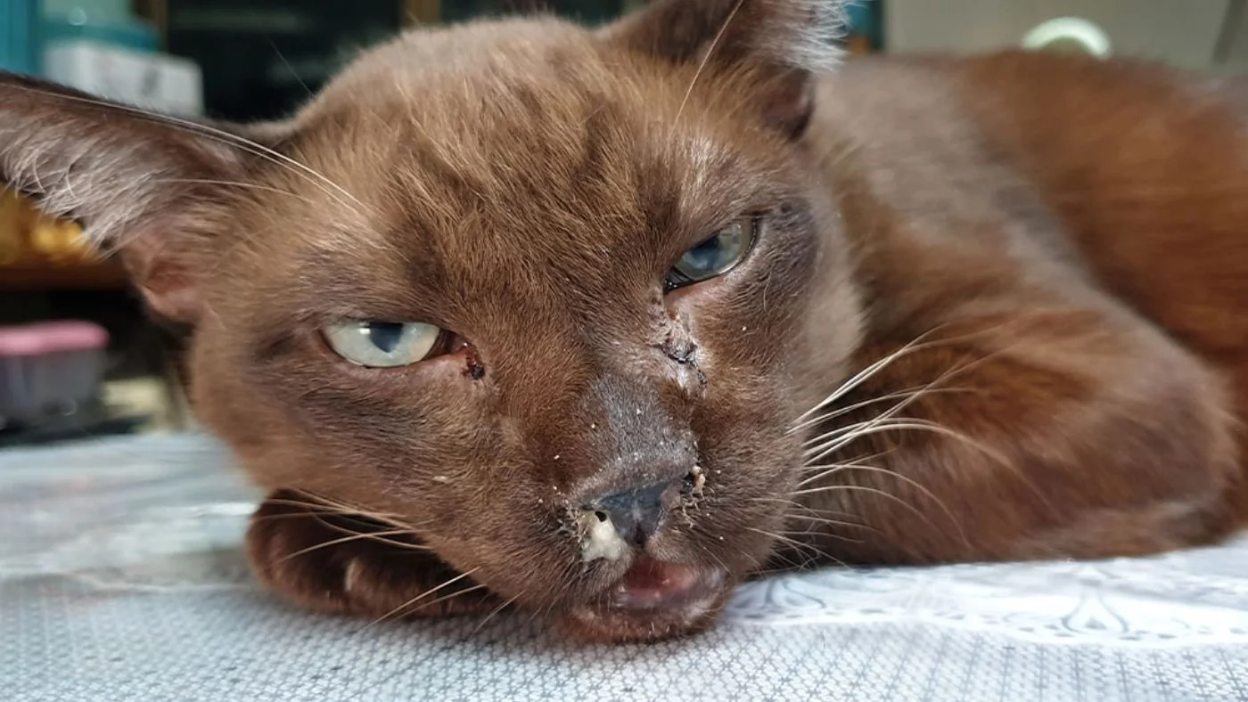 upper resp infection .jpg
