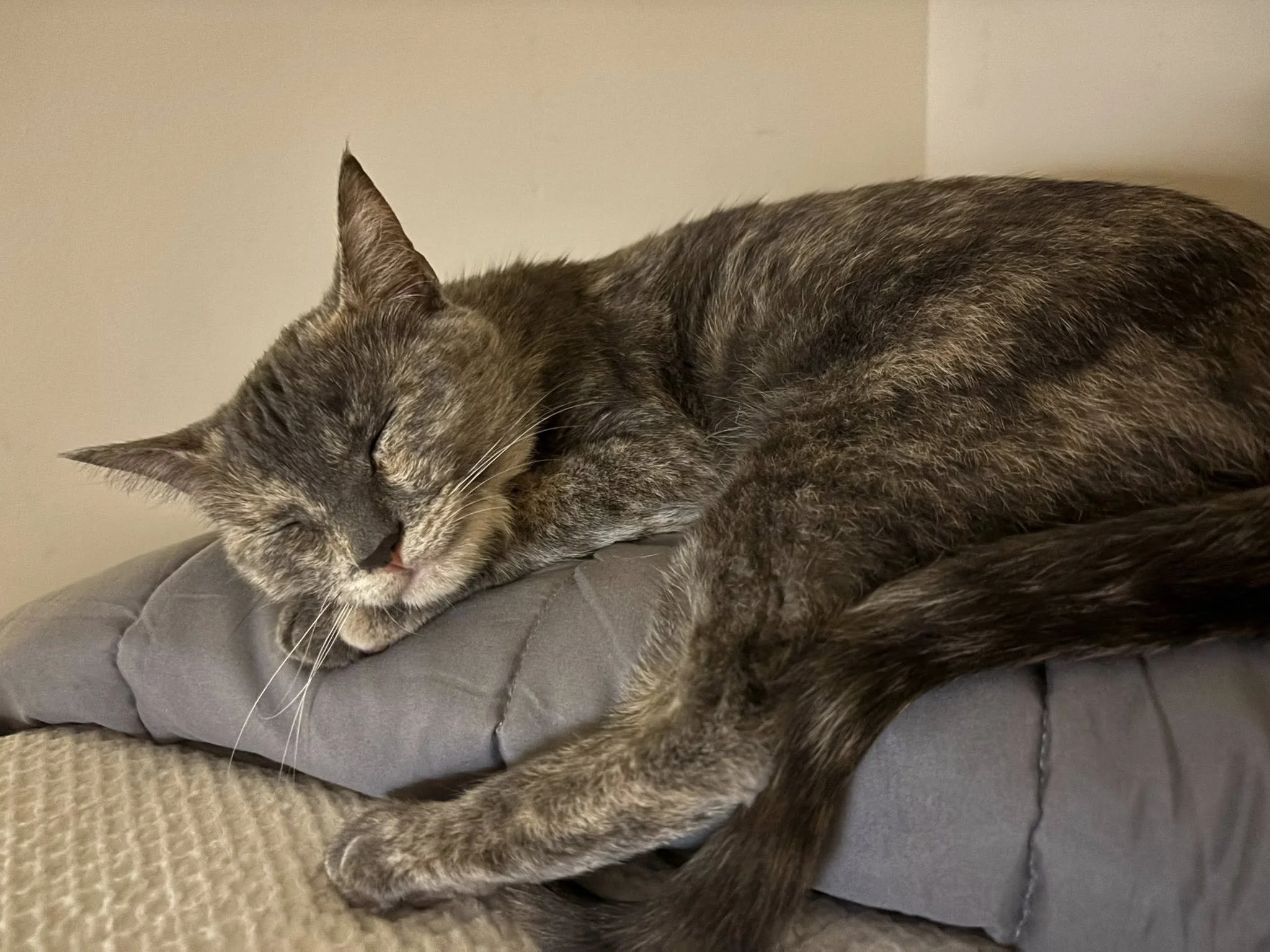 Small Town Cat Rescue (Clymer  Indiana County, PA)