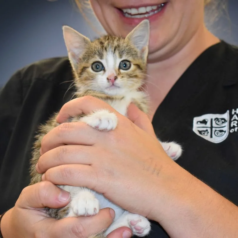 Humane Animal Rescue of Pittsburgh(Pittsburgh + Verona, PA)