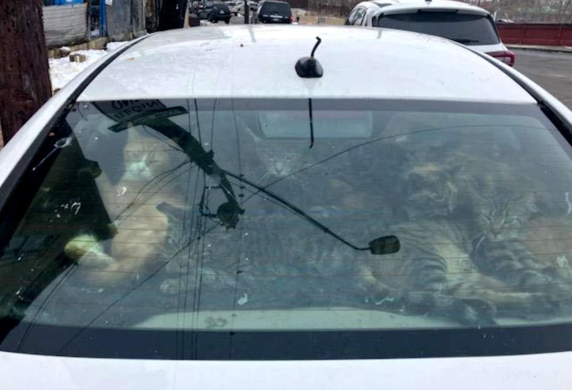 cats-abandoned-in-car-6-031626-6424a3d28b964b9c99b0f65ede0ce5e3.jpg