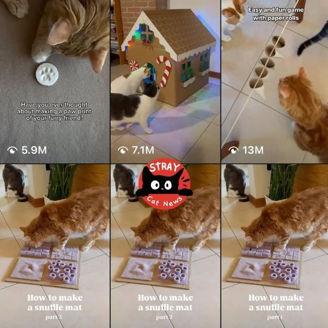 What Cat Products Actually Work (and What’s Just a Dupe) – What We Wish We Knew Before Adopting