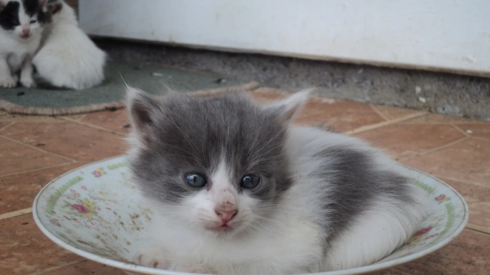 kitten won't eat .jpg
