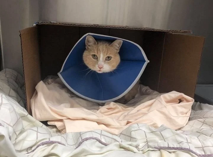 Centre County Cat Hospital (State College)