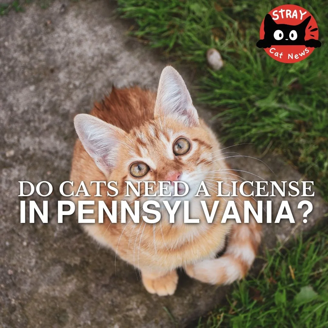 Do Cats Need a License in Pennsylvania? The Real Answer