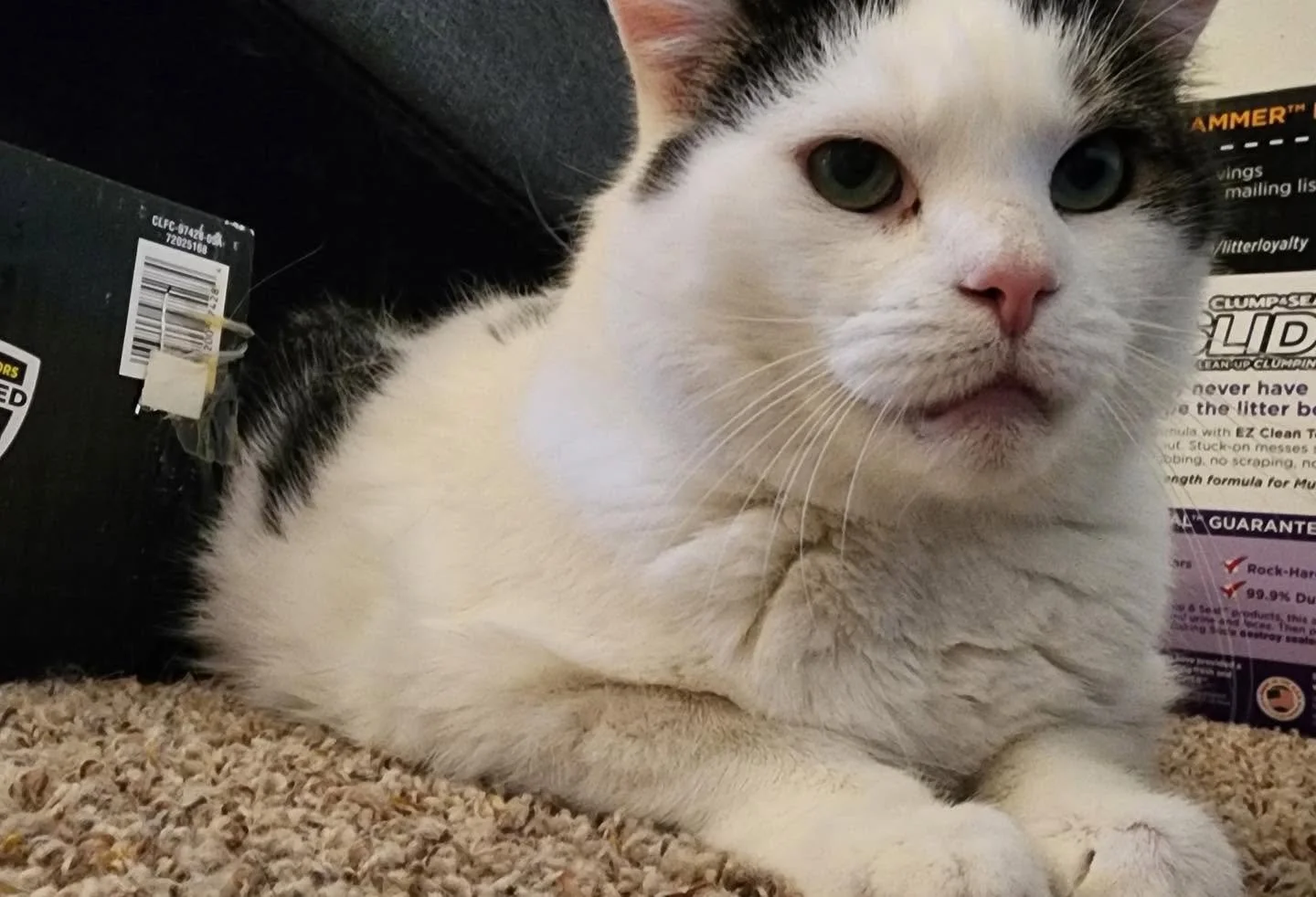 Sonya's Hope for Felines (Washington County, PA)