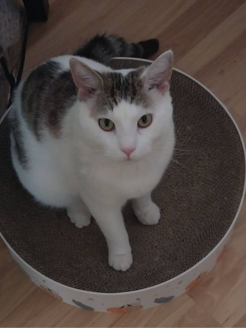 Hope's Dream Rescue & Sanctuary (Centre County area)