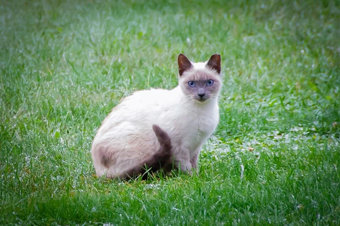 Nobody’s Cats Foundation (Fulton County  South-Central PA)