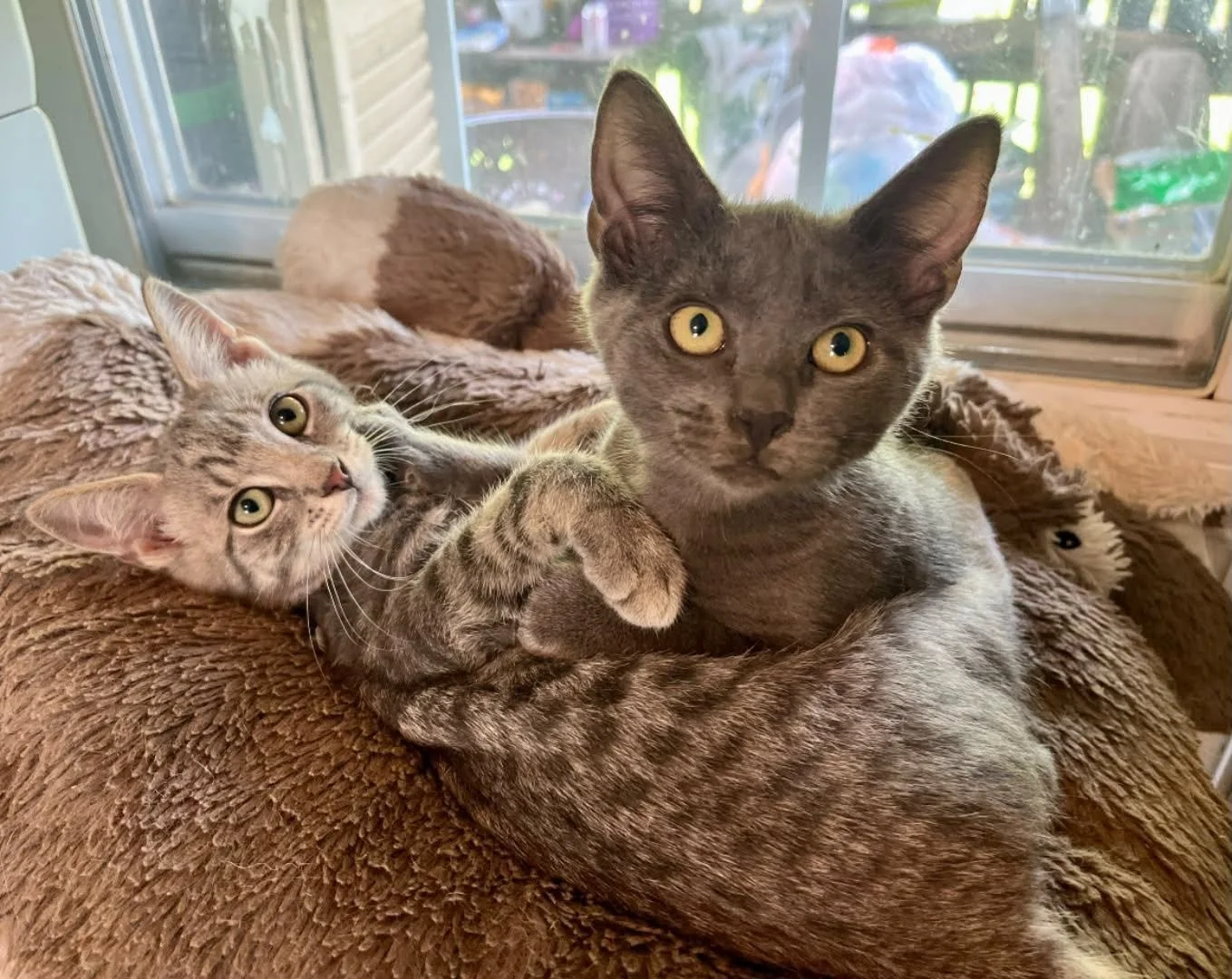 Tioga County Cat Project (Tioga County, PA)