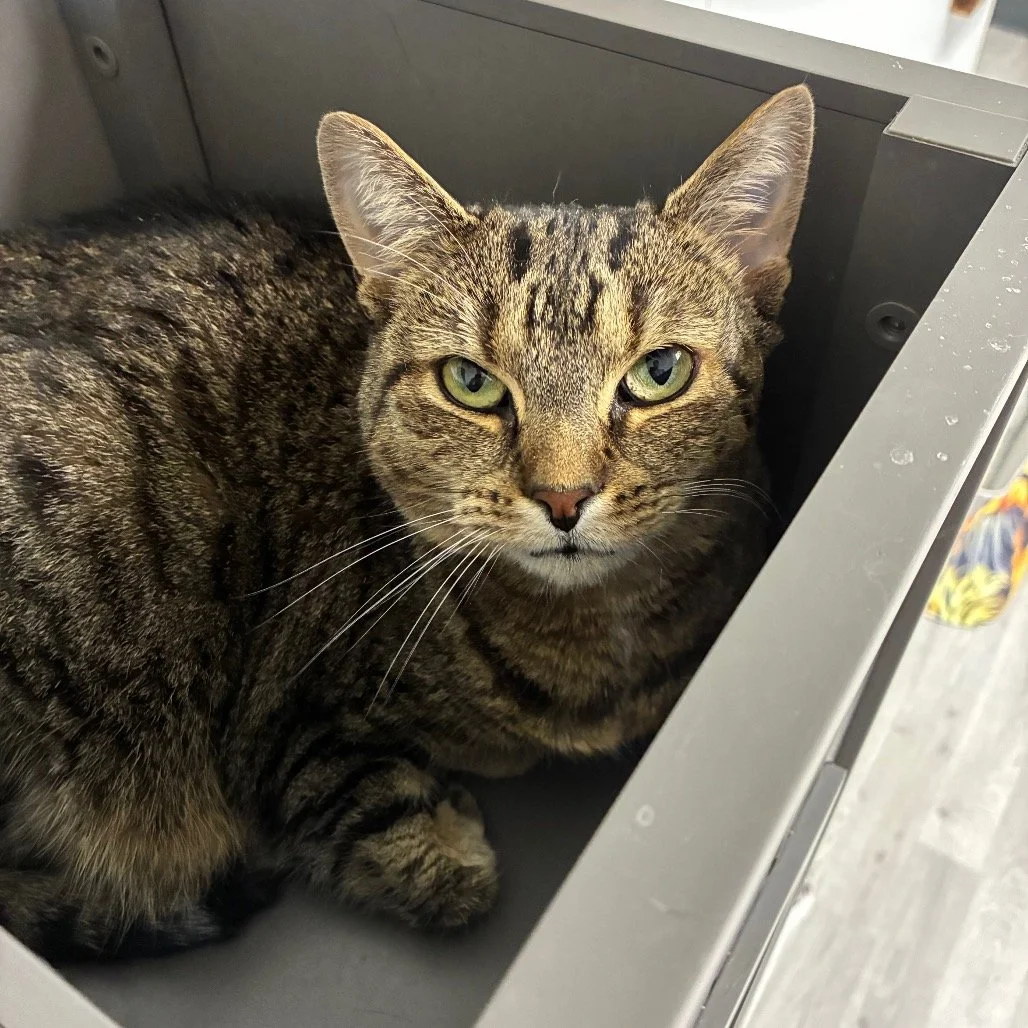 Fayette Friends of Animals (Uniontown, PA)