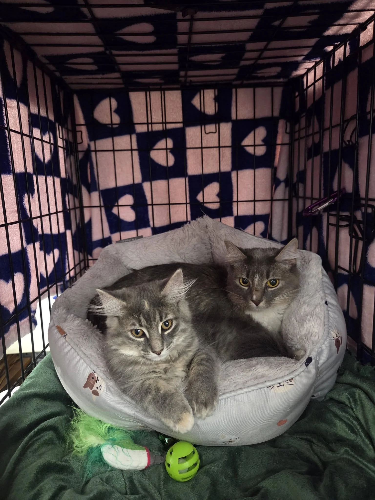SOS Pet Rescue (Monroe County area, PA)