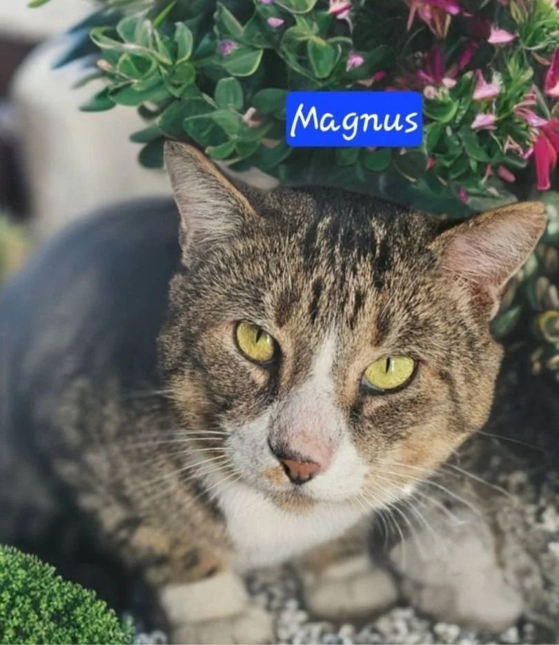 Carbon County Friends of Animals (Jim Thorpe)