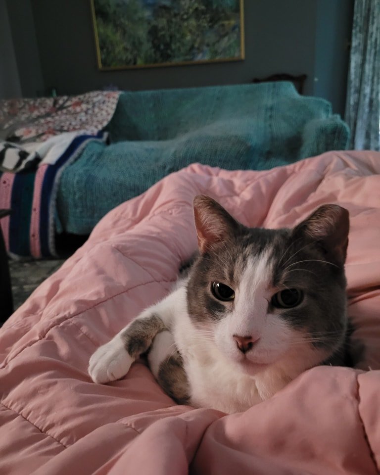 Nobody's Cats Foundation (Serves Huntingdon County region, PA)
