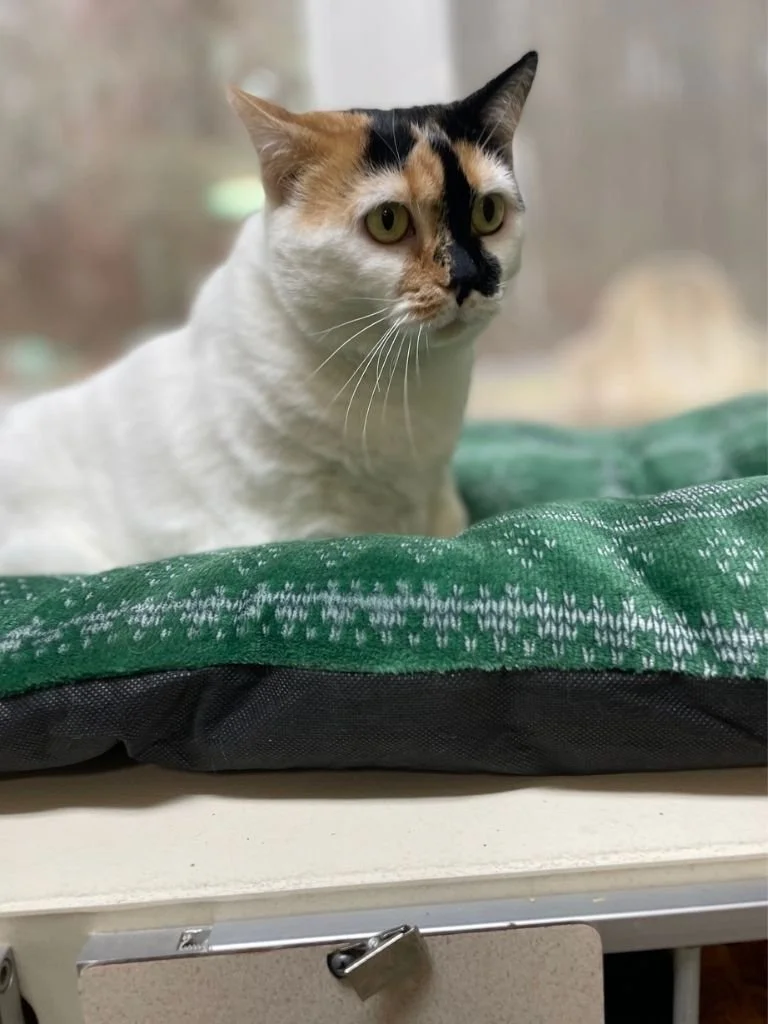 Clearfield County SPCA (Clearfield)