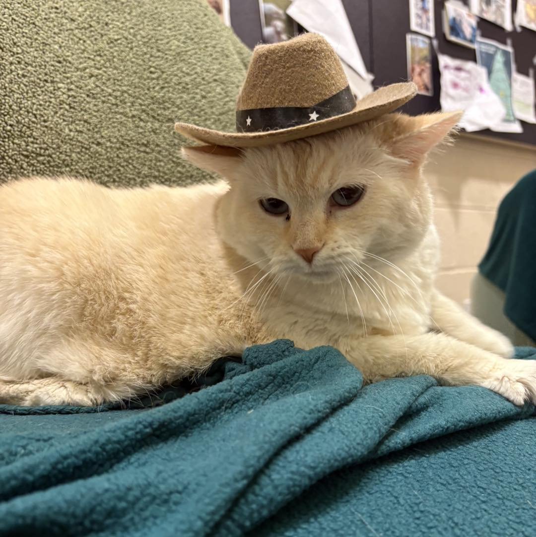 Antietam Humane Society (Waynesboro, PA  Franklin County)