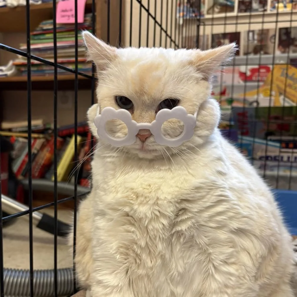 Antietam Humane Society (Waynesboro, PA  Franklin County)
