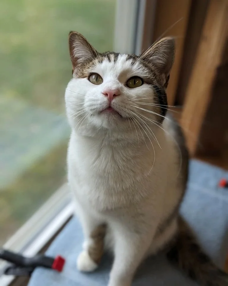 Clarion PAWS (Clarion County)
