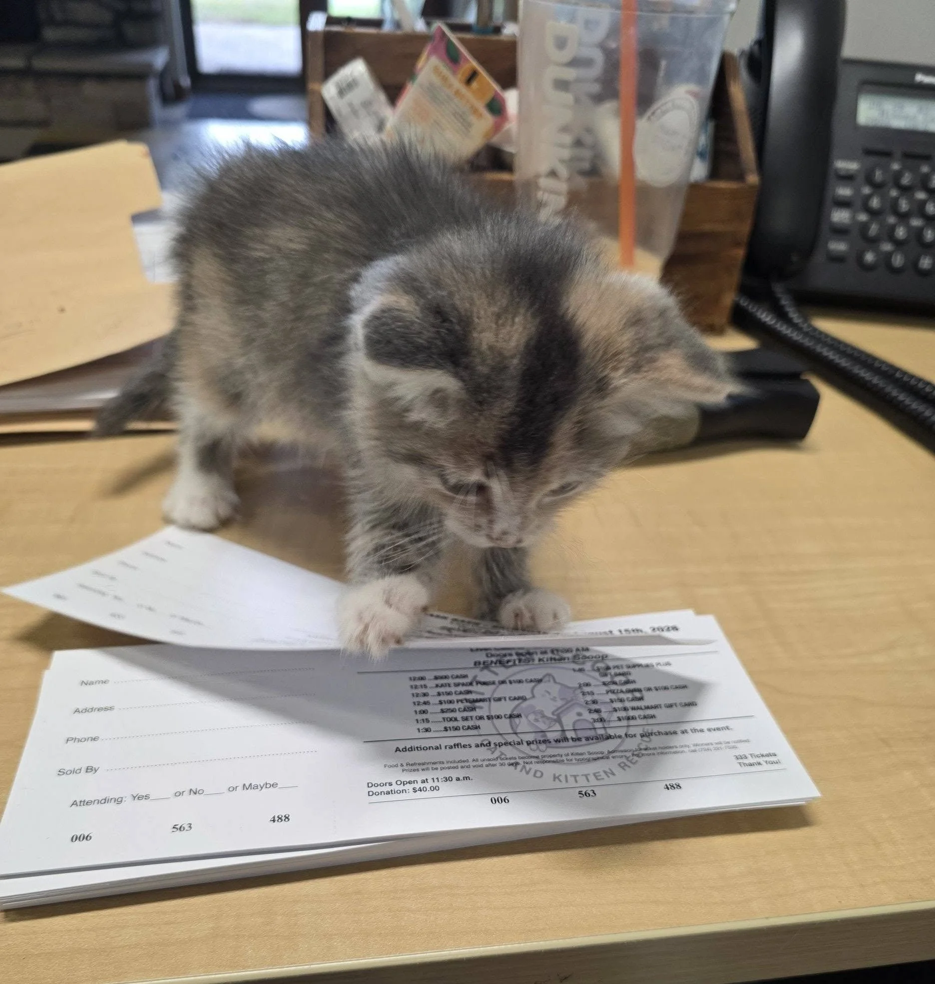 Kitten Scoop (Greensburg  Westmoreland County, PA)
