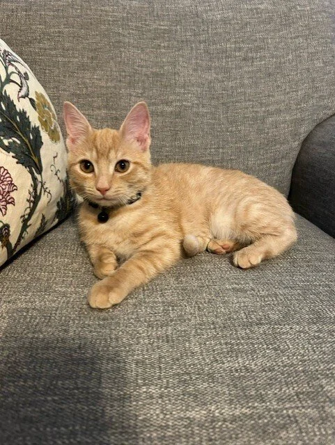 Cherished Cats Rescue Alliance (Lewisburg  Union County area, PA)