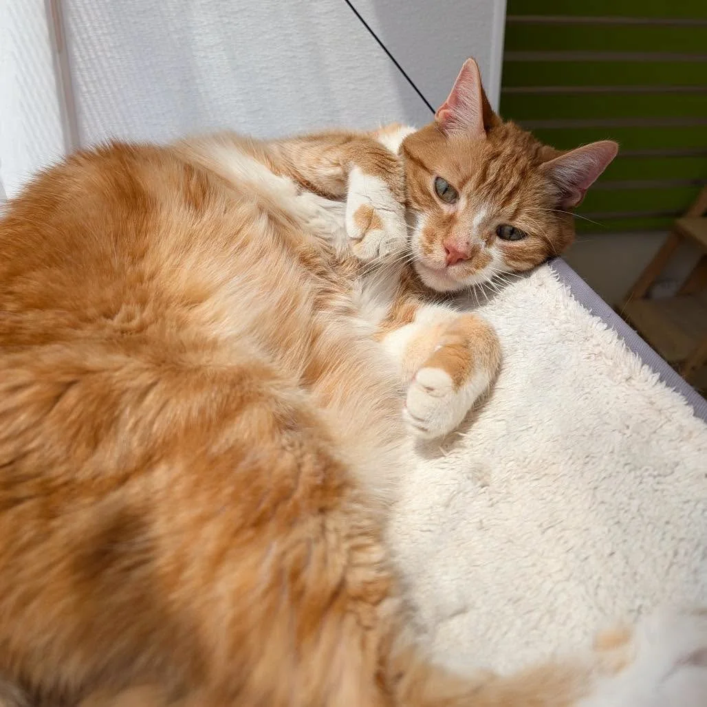 Philadelphia Animal Welfare Society (PAWS) (Philadelphia, PA)