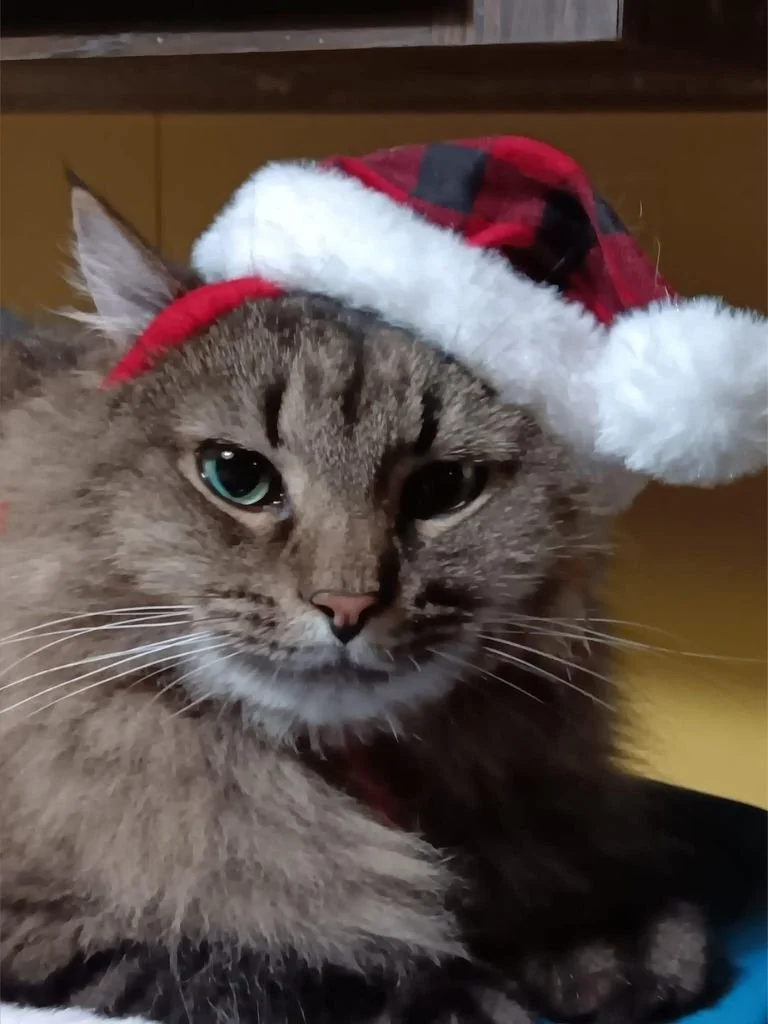 Nardecchia Spay Neuter Fund (Johnstown  Cambria County area, PA)